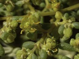 Image result for Zygophyllum simplex