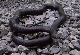 Check spelling or type a new query. Black Ratsnake