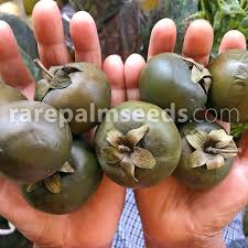 Image result for Diospyros truncatifolia