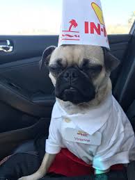 Halloween's coming, and it's time to dress up and get ready for spooks. My Pug S Halloween Costume Animal Style Pug