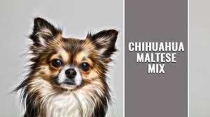 Should a chihuahua mix take after their chi parent, they will be a small, playful dog that is devoted to their families. Chihuahua Maltese Mix Malchi Breed Information And Traits Petmoo