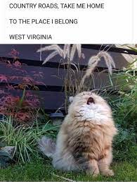 Catry Roads Take Me Home Country Roads Know Your Meme