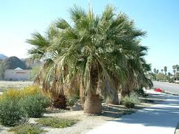 Image result for Washingtonia filifera