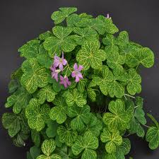 See more ideas about wood sorrel, plants, flowers. Pin On Plantes De A A Z