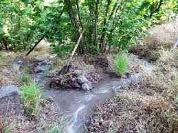 ‫آبیاری باغ فندق در پررود‬‎