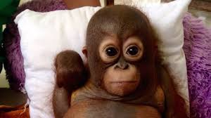 159 orang utan baby premium video footage. Baby Orangutan Makes Incredible Recovery Youtube