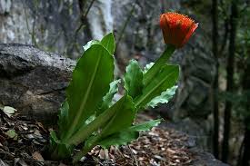 Image result for Scadoxus puniceus