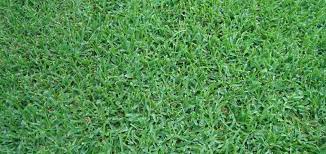 Maybe i will pick one up towards the end of the season to work on over winter. The Grass Outlet Sod Grass For Austin Dallas Houston San Antonio