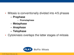 Bioflix Activity Mitosis Events Of Mitosis Chapter 12 The Cell Cycle Ppt Download