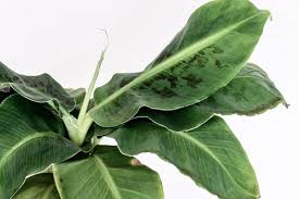 Image result for Musa Cavendish