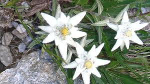 4 galbenusuri 200 ml lapte 1 budinca vanilie sau 40 g amidon + esenta vanilie 4 linguri de zahar 250 g unt nesarat. Floarea De ColÈ De Ce Nu E Bine SÄ Rupi O Floare De ColÈ Antena 3