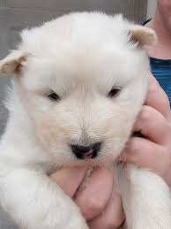 McCray's Alaskan Malamutes