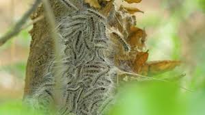 When i cycled home this week, i noticed that the trees were full of caterpillars, so stepped down and took pictures. Dit Kun Je Doen Om Overlast Van De Eikenprocessierups Te Voorkomen Omroep Brabant