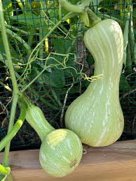 Image result for Cucurbita moschata