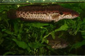 Snakeheads have scales on their. Snakehead Fish Hunter And Breeder Semarang Indonesia Facebook