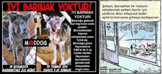 Sokak Hayvanlari Hakkinda Bilinen 12 Yanlis Bilgi Onedio Com