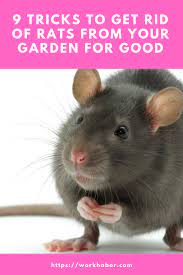 Do You Have Rats In Your Garden There Are Plenty Of Tricks You Can Use To Get Rid Of Them From Your Get Rid Of Rats Getting Rid Of Rats How