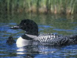 Join the puzzle club and receive a new jigsaw puzzle every month as long as your membership is active. Common Loon Puzzle For Sale By Mark Newman