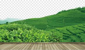 49159 views | 68611 downloads. Tea Garden High Definition Television Tea Plantation Landscape Landscape Tea Grass Png Pngwing