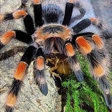 Image result for Centema subfusca