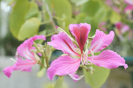 Image result for Bauhinia bowkeri