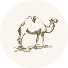 See more ideas about camel toe, camel plans for summer: Amazon Com Desert Farms Real Organic Cooking Camel Hump Fat Paleo And Keto Certified Quickly Melting Use For Fry High Smoke Point 31 Fatty Acids Gluten Free