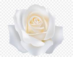 Maybe you would like to learn more about one of these? White Rose