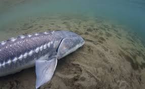 There is also great sturgeon fishing year round on the columbia and willamette rivers. Saving Sturgeon Hakai Magazine