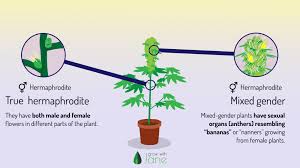 The formation of small sacs in the node indicates a male plant. Identify Male Female And Hermaphrodite Cannabis Plants