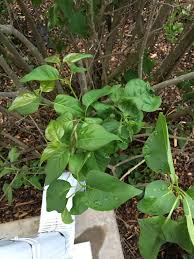 One thing to check for is whether pests are living. Lilac Leaves Curling 452106 Ask Extension