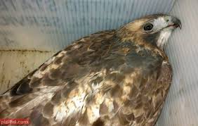 صور طائر الباز معلومات عن طائر باز واسعاره Bird Animals Owl
