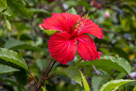 Image result for Thespesia