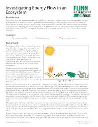 Free Activity Investigating Energy Flow In An Ecosystem Energy Flow Ecosystems Biology Activity