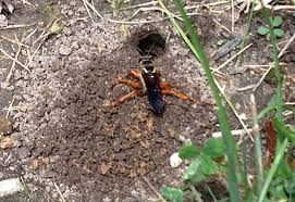 Both species have thin torsos and similar body types. Great Golden Digger Wasp Excavates Nest What S That Bug