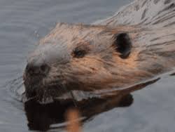 They make frightening screaming sounds that people sometimes mistake for human beings being harmed. Fishers Don T Give A Damn About Their Bad Reputation The Adirondack Almanack