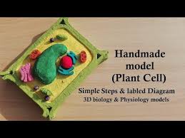 Maybe you would like to learn more about one of these? Simple Rectangular Shape Plant Cell Model Diy Project Youtube