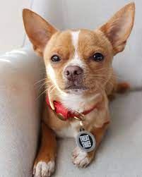 Eddie The Chihuahua Cute Dog On Instagram Mug Shot Got Busted Stealing Jazz S Treat Again Have You Done A Crime Y Cute Dogs Chihuahua Cute Chihuahua