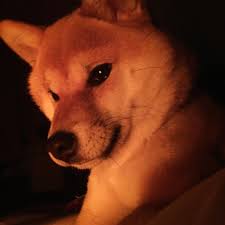 Posted by unknown posted on march 01, 2019 with no comments. Dog Dogs Shiba Shibainu Shibas Cutedog Tama7653 Animal Humour Cute Dogs Shiba Inu