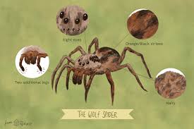 Well, out of all spider bites, odds are it was a venomous spider. The Wolf Spider How Dangerous Is Its Bite