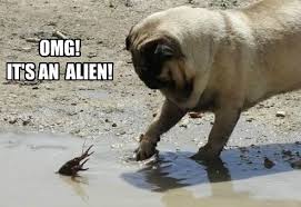 Alien Pug Meme Pug Memes Cute Pugs Pugs Funny