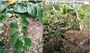 Image result for Fagaropsis angolensis