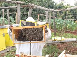 Un de ses spécimens a ainsi été vu dans les îles moluques en indonésie. L Apiculture Kenyane En Mutation Apiflordev