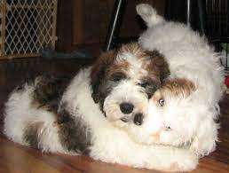 People to own a merle saint berdoodle! 13 Mini St Bernoodle Ideas St Berdoodle Puppies Dogs
