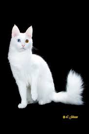 Breed Profile The Turkish Angora Fluffy Cat Breeds Turkish Angora Cat Cat Breeds