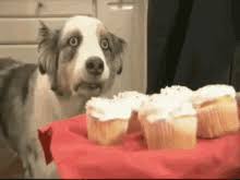 Dog Cake Gifs Tenor