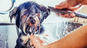 Pricing varies according to each pet and is determined by breed, size and the condition of your pet. Cheap Puppy Grooming Pasteurinstituteindia Com