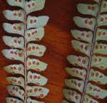 Image result for Megalastrum lanuginosum