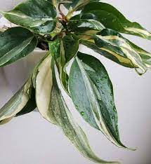If you process lots of international payments. Philodendron Silver Stripe Rio Also Know As Cream Splash Philodendron Flower Garden Plants Plants