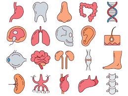 Human Anatomy Vector Freebie Icon Set Pharmacy Art Free Vector Graphics Sticker Art