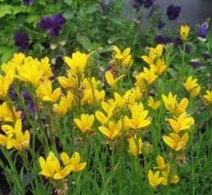 Image result for Monopsis decipiens